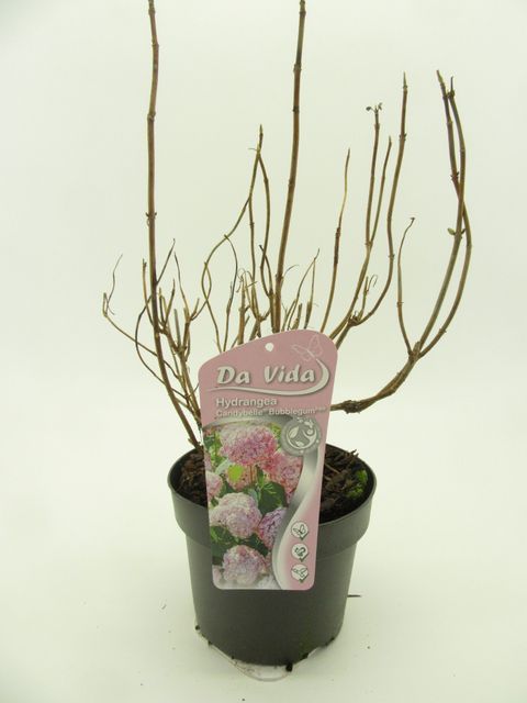 Hydrangea arborescens CANDYBELLE BUBBLEGUM
