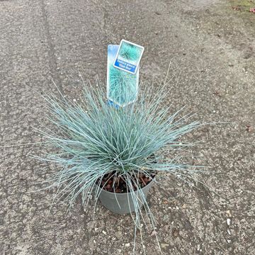 Festuca glauca 'Elijah Blue'
