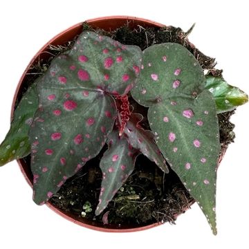 Begonia amphioxus x malachosticta