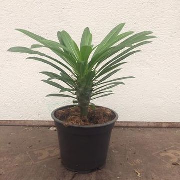 Pachypodium lamerei