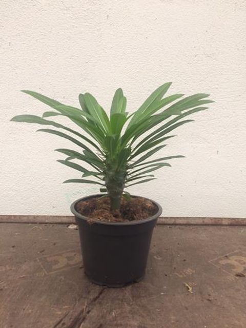 Pachypodium lamerei