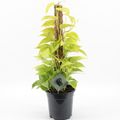 Epipremnum 'Champs Élysées'