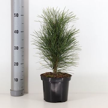 Pinus nigra 'Green Tower'