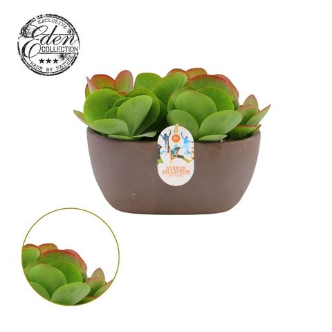 Kalanchoe thyrsiflora