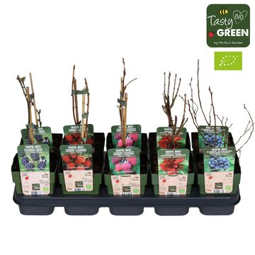 Plantes fruitières MIX