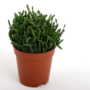 Hatiora salicornioides