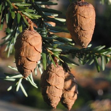 Tsuga canadensis
