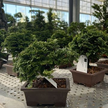 Chamaecyparis obtusa