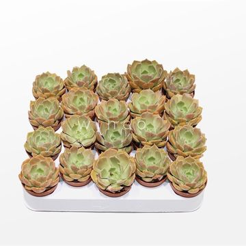 Echeveria 'Bron Rose'