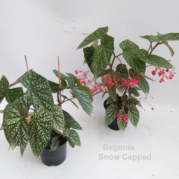 Begonia 'Snow Capped'