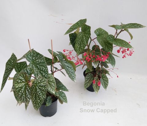 Begonia 'Snow Capped'