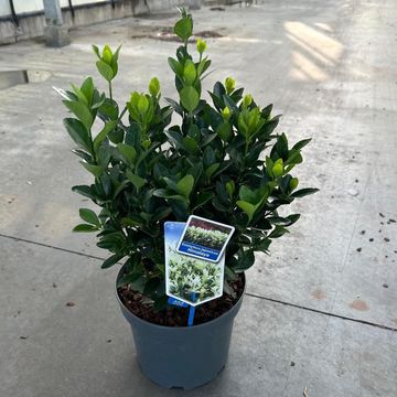 Euonymus japonicus HIMALAYA