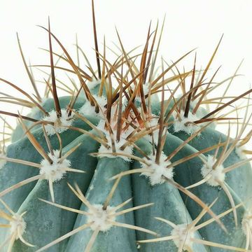 Melocactus azureus