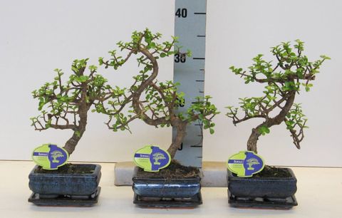 Portulacaria afra
