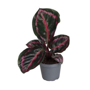 Calathea roseopicta 'Princess Jessie'