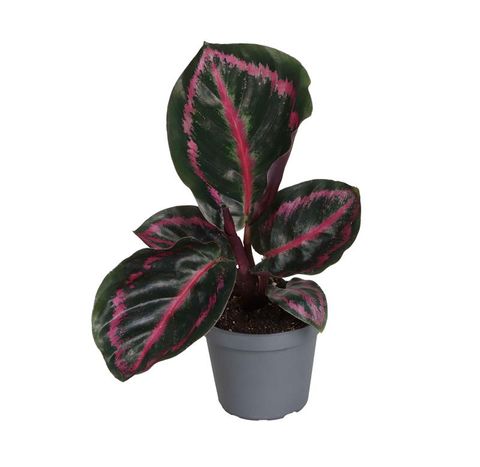 Calathea roseopicta 'Princess Jessie'