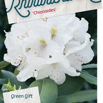 Rhododendron 'Chionoides'