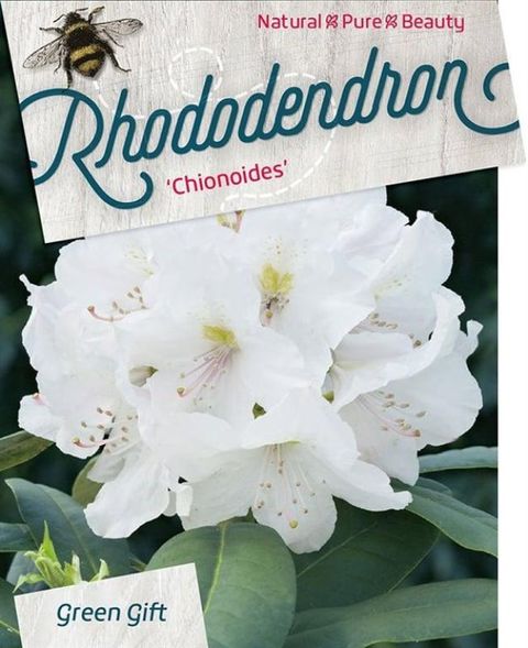 Rhododendron 'Chionoides'