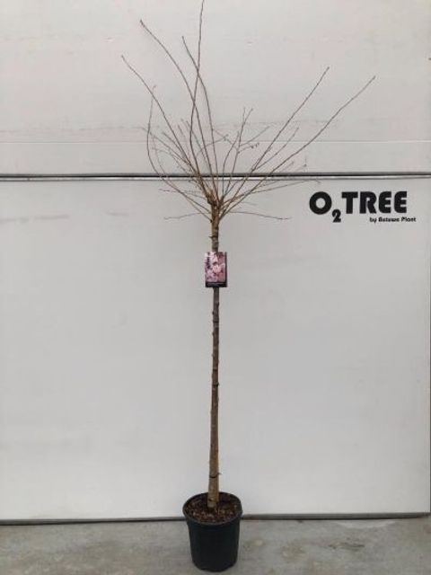 Prunus x subhirtella 'Autumnalis Rosea'