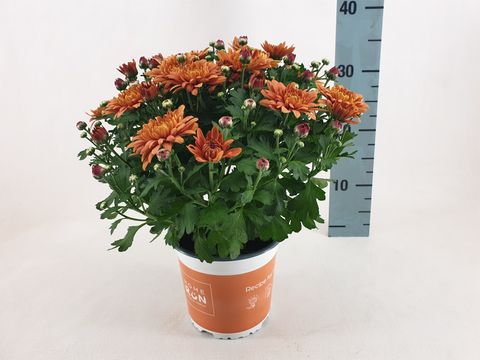 Chrysanthemum HOMERUN ORANGE