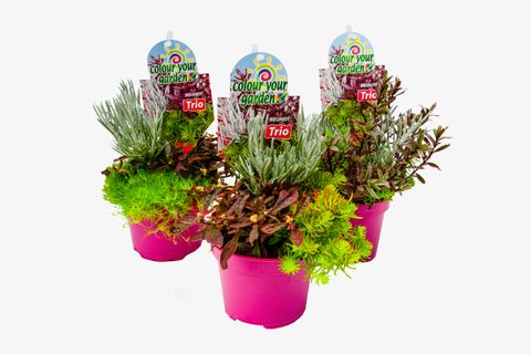 Ετοιμασίες Outdoor plants MIX IN POT