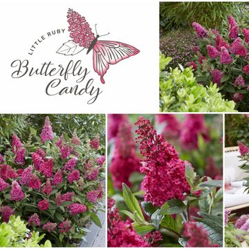 Buddleja davidii BUTTERFLY CANDY LITTLE RUBY