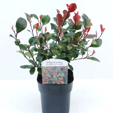 Photinia x fraseri 'Little Red Robin'