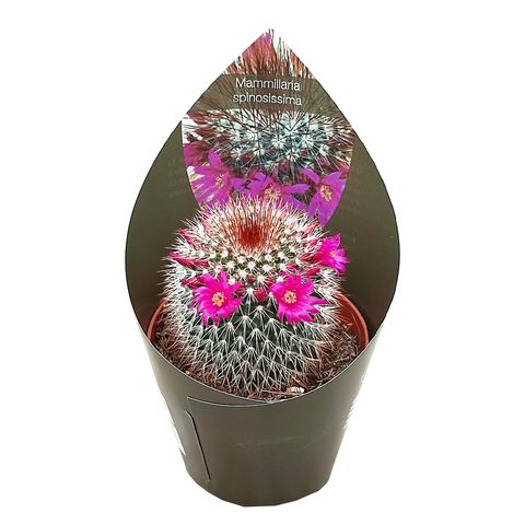 Mammillaria spinosissima