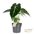 Alocasia micholitziana 'Frydek'