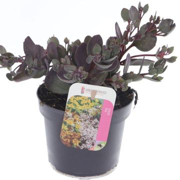 Sedum SUNSPARKLER DAZZLEBERRY