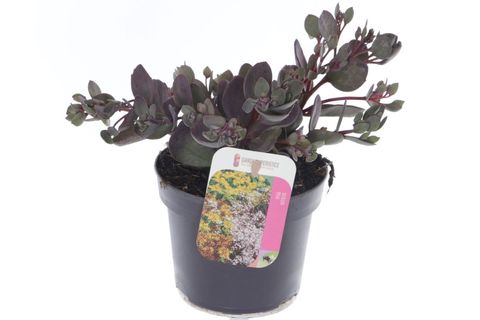 Sedum SUNSPARKLER DAZZLEBERRY