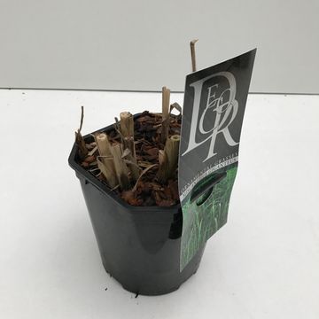 Miscanthus x giganteus