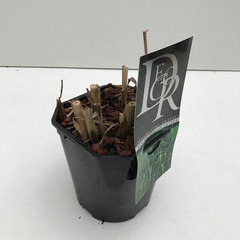 Miscanthus x giganteus