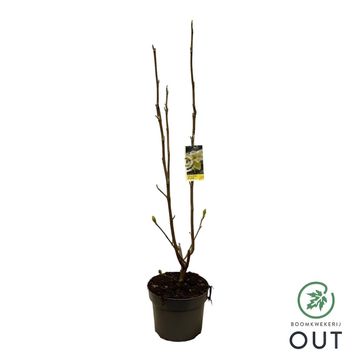 Magnolia denudata YELLOW RIVER