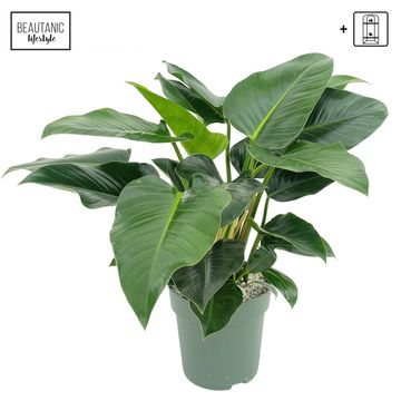 Philodendron 'Green Beauty'