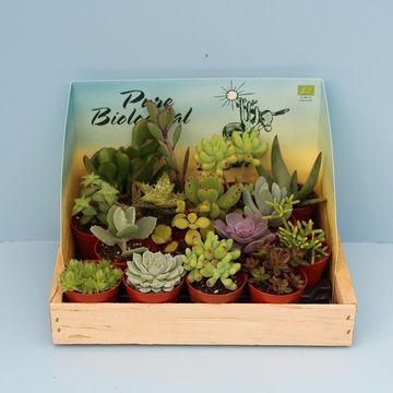 Succulenten MIX