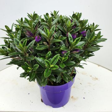 Hebe 'Karaka Lilac'