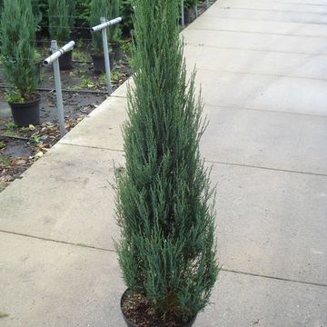 Juniperus scopulorum 'Blue Arrow'