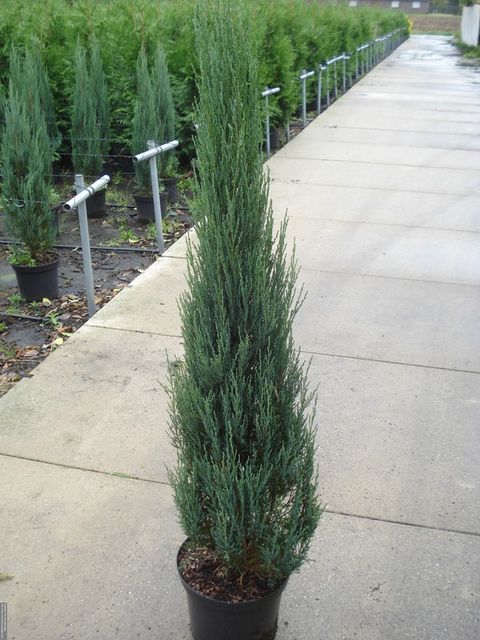 Juniperus scopulorum 'Blue Arrow'