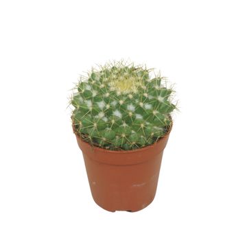 Mammillaria marksiana