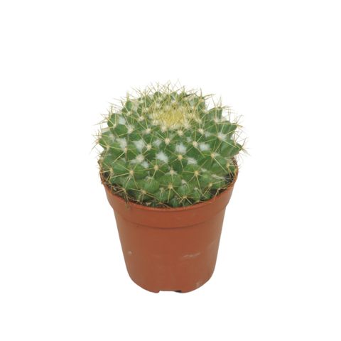 Mammillaria marksiana