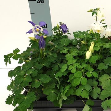 Aquilegia caerulea MIX