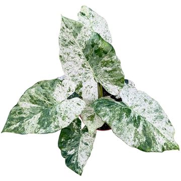 Alocasia odora 'Batik Variegata'