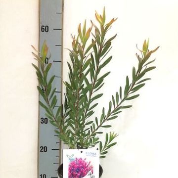 Leucadendron 'Plum Supreme'