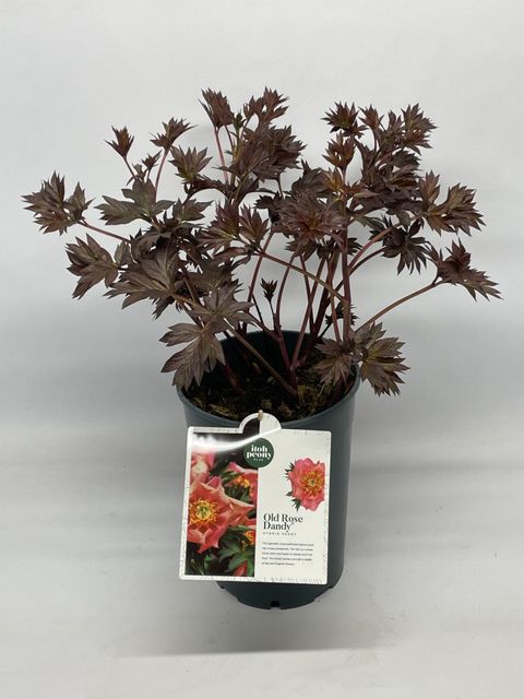 Paeonia 'Old Rose Dandy'