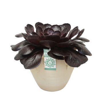 x Semponium 'Destiny'