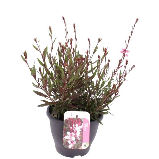 Gaura lindheimeri GEYSER PINK