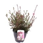 Gaura lindheimeri GEYSER PINK