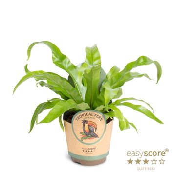 Asplenium antiquum