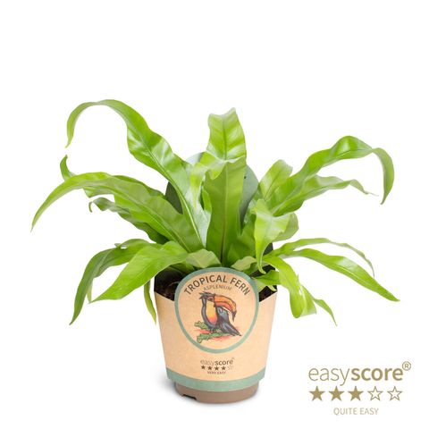 Asplenium antiquum